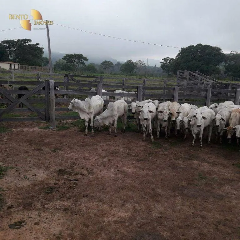 Fazenda à venda de 1.000 ha em Rondonópolis, MT, Brasil