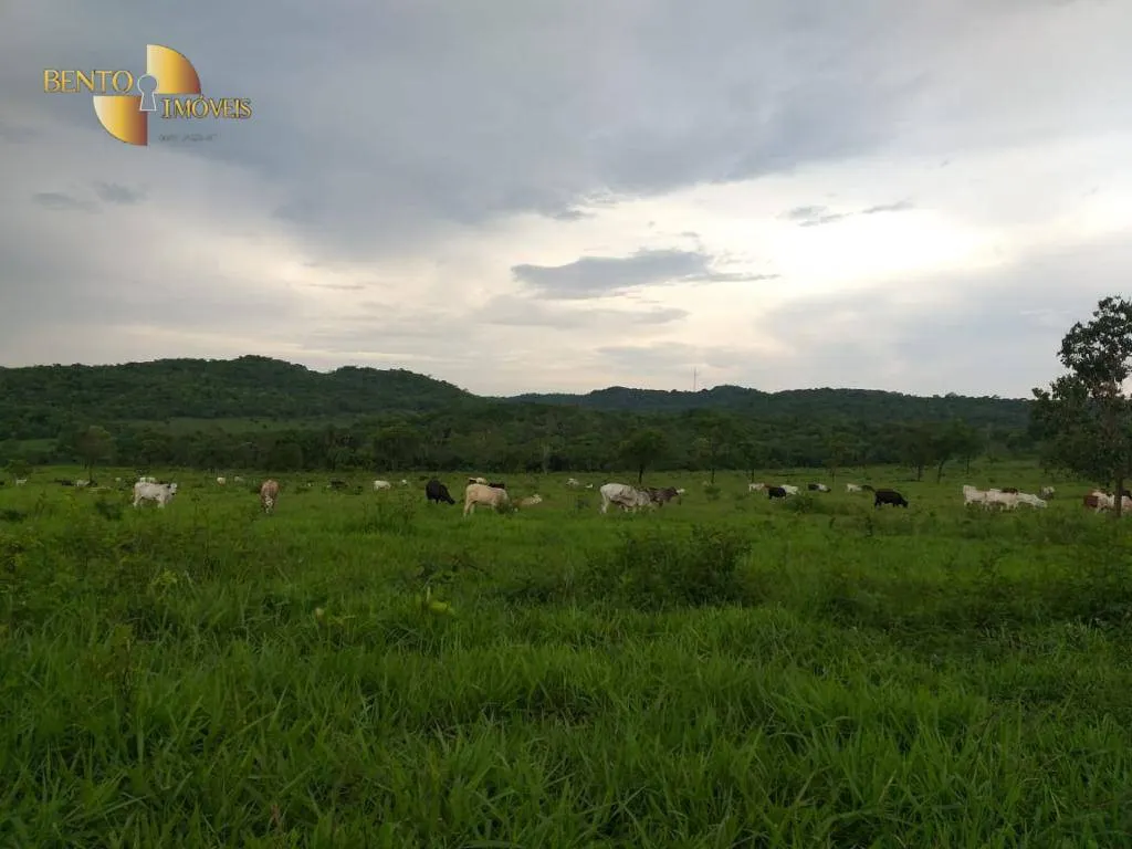 Fazenda à venda de 1.000 ha em Rondonópolis, MT, Brasil