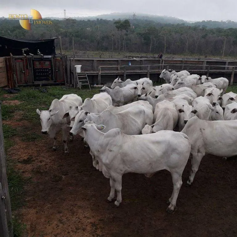 Fazenda à venda de 1.000 ha em Rondonópolis, MT, Brasil