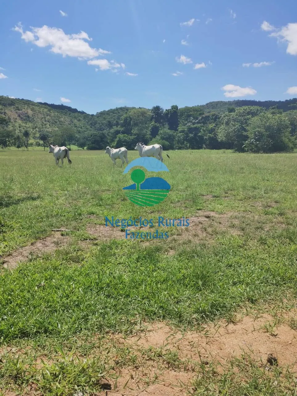 Fazenda à venda de 435 ha em Paraíso do Tocantins, TO, Brasil