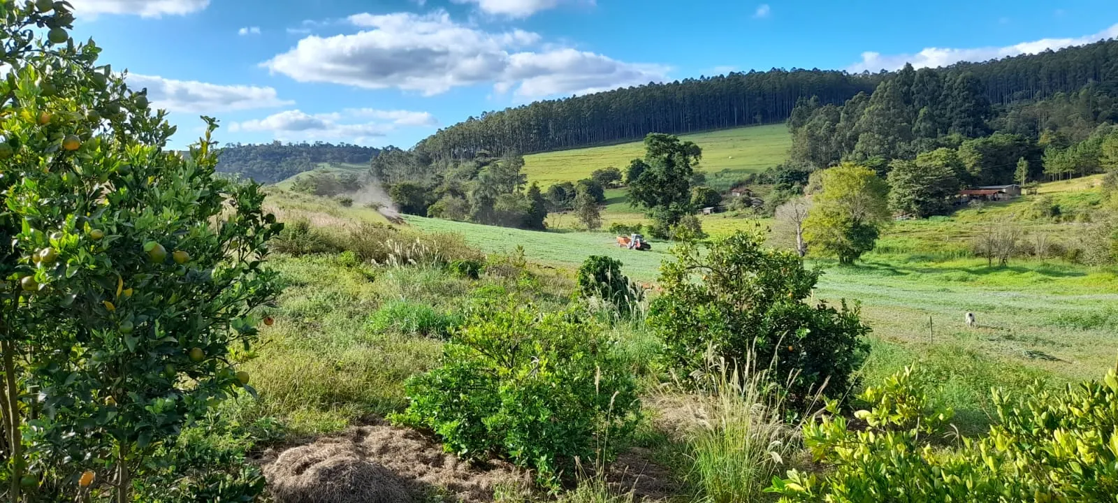 Sítio à venda de 5 ha em Timburi, SP, Brasil