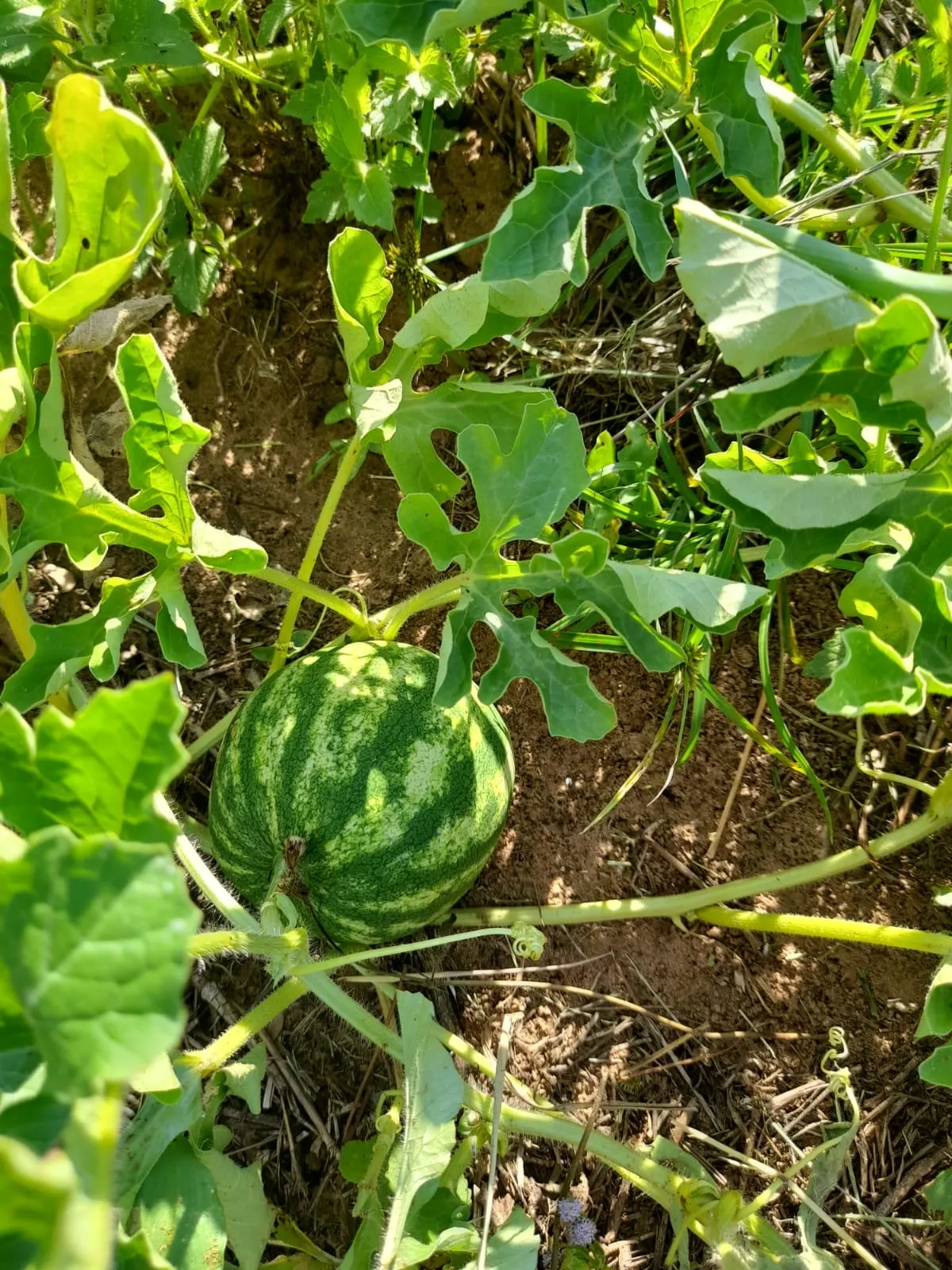 Sítio à venda de 5 ha em Timburi, SP, Brasil