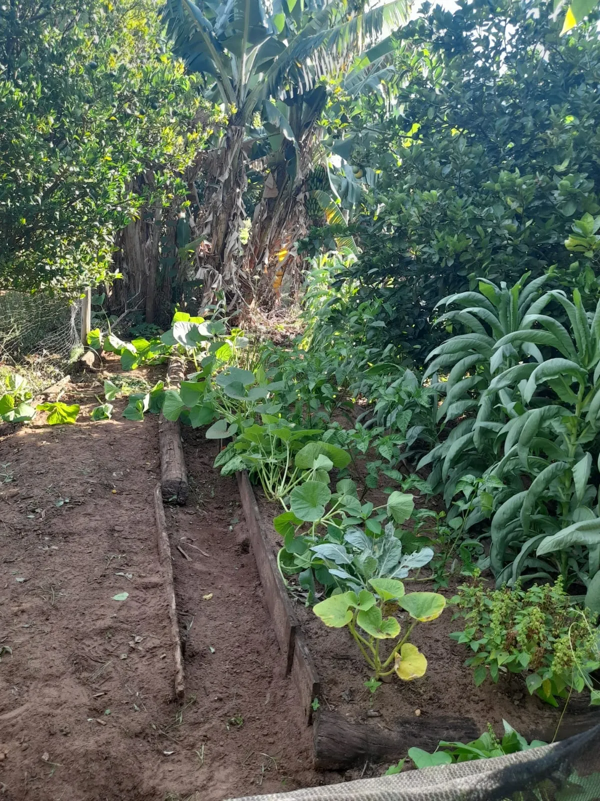 Sítio à venda de 5 ha em Timburi, SP, Brasil