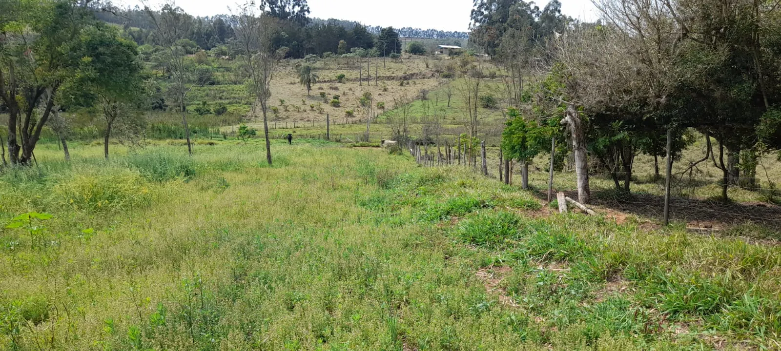 Sítio à venda de 5 ha em Timburi, SP, Brasil