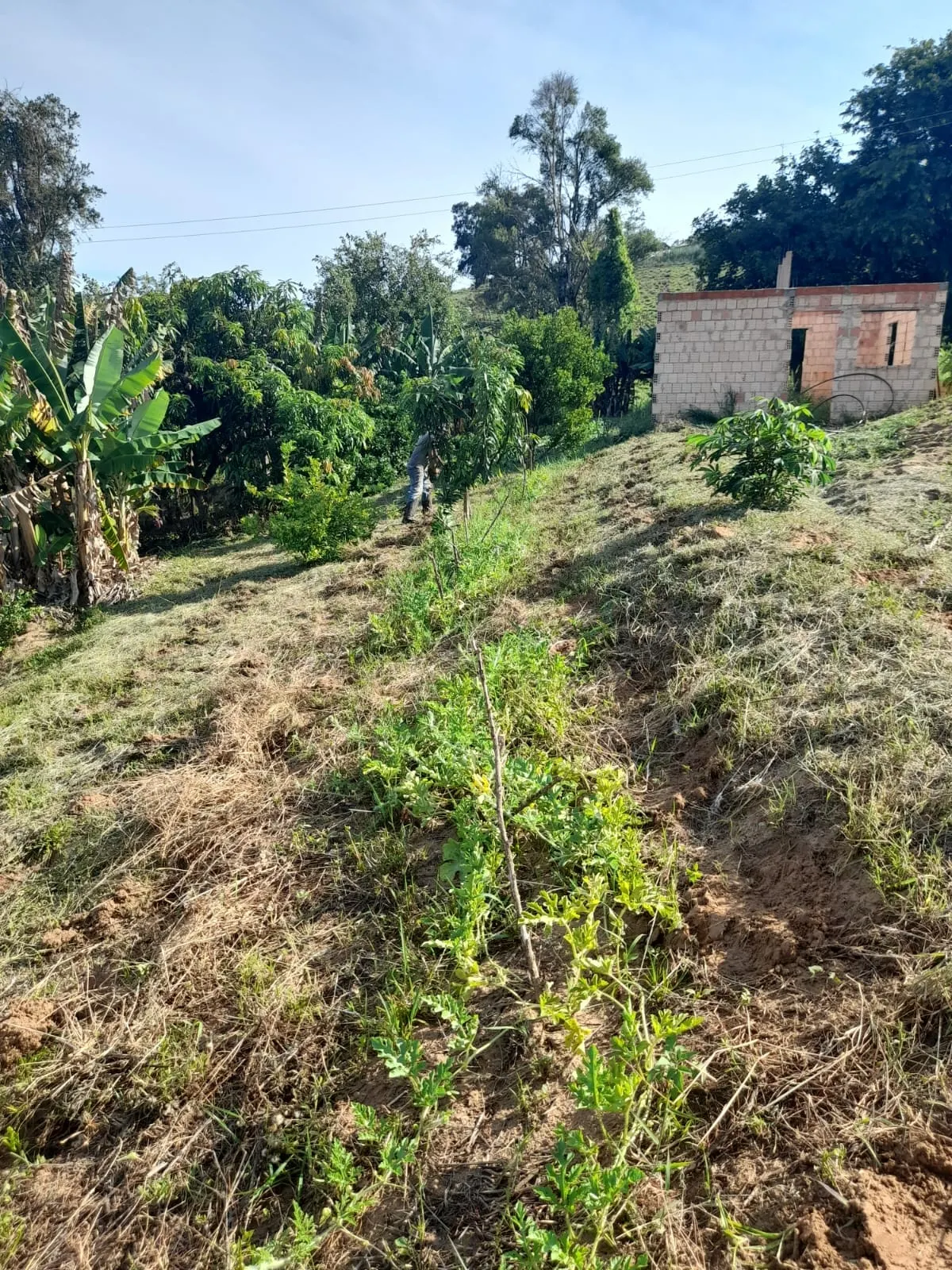 Sítio à venda de 5 ha em Timburi, SP, Brasil