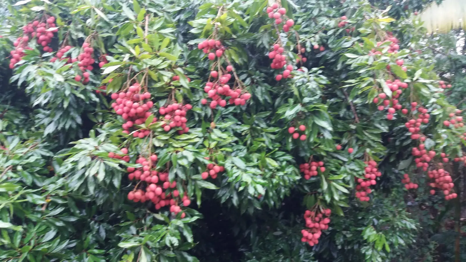 Fazenda à venda de 125 ha em Juquiá, SP, Brasil