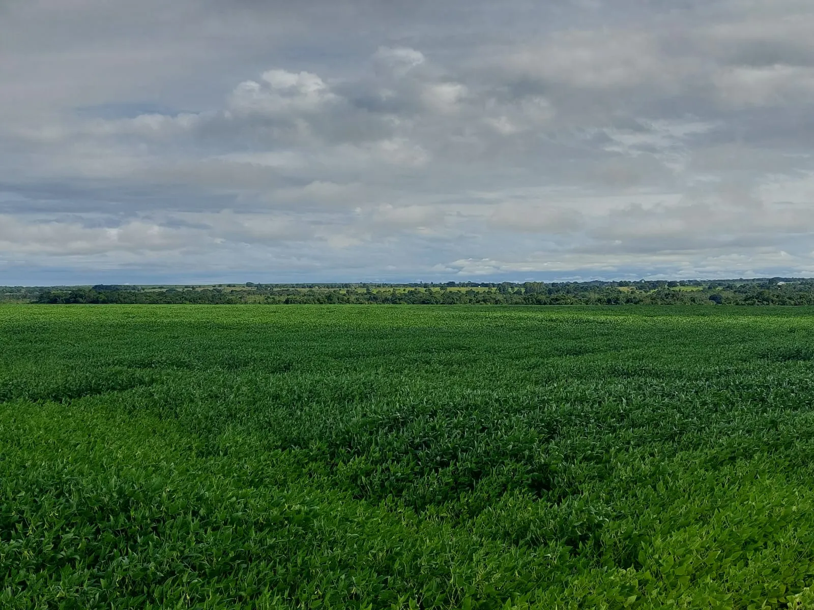 Fazenda à venda de 968 ha em Santa Fé do Araguaia, TO, Brasil