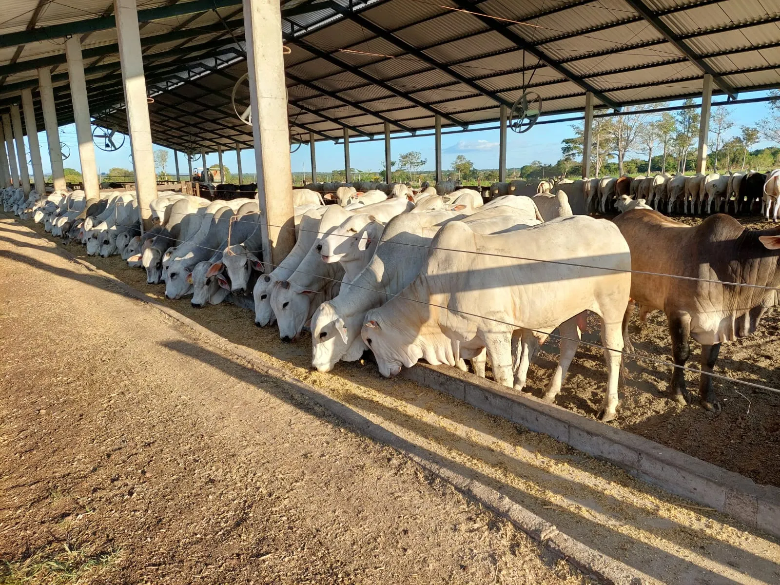 Fazenda à venda de 968 ha em Santa Fé do Araguaia, TO, Brasil