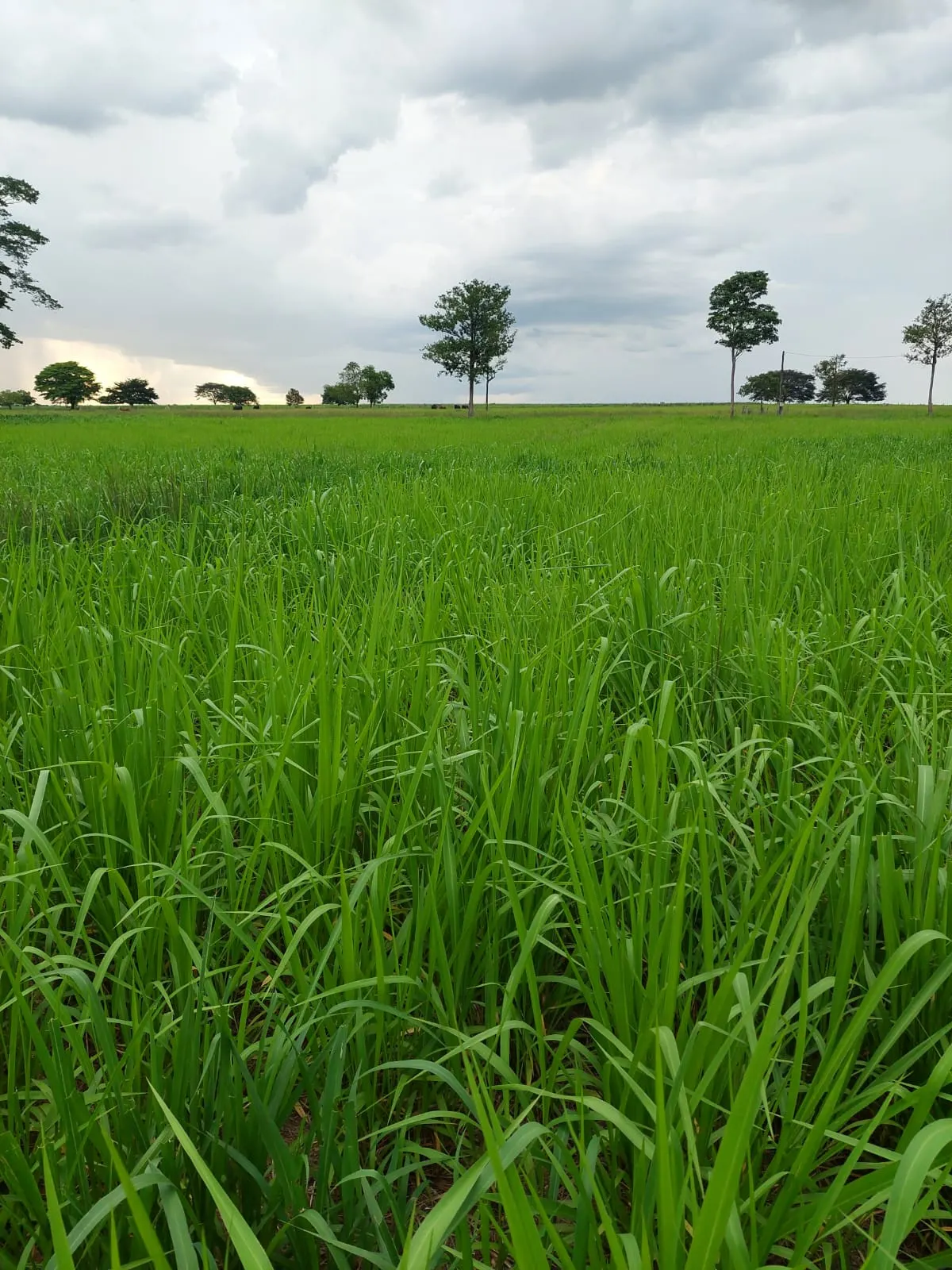 Fazenda à venda de 968 ha em Santa Fé do Araguaia, TO, Brasil