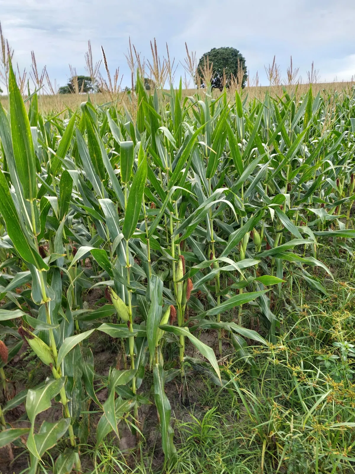 Fazenda à venda de 968 ha em Santa Fé do Araguaia, TO, Brasil