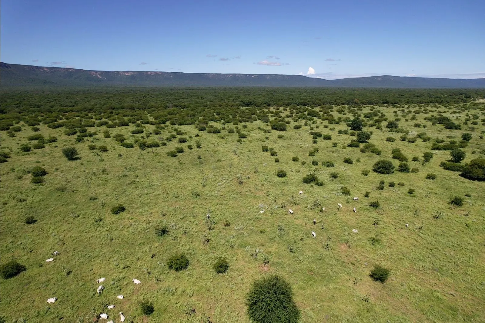 Fazenda à venda de 2.901 ha em Muquém de São Francisco, BA, Brasil