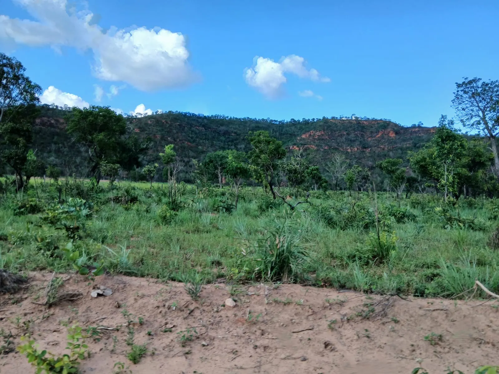 Fazenda à venda de 74 ha em Baixa Grande do Ribeiro, PI, Brasil