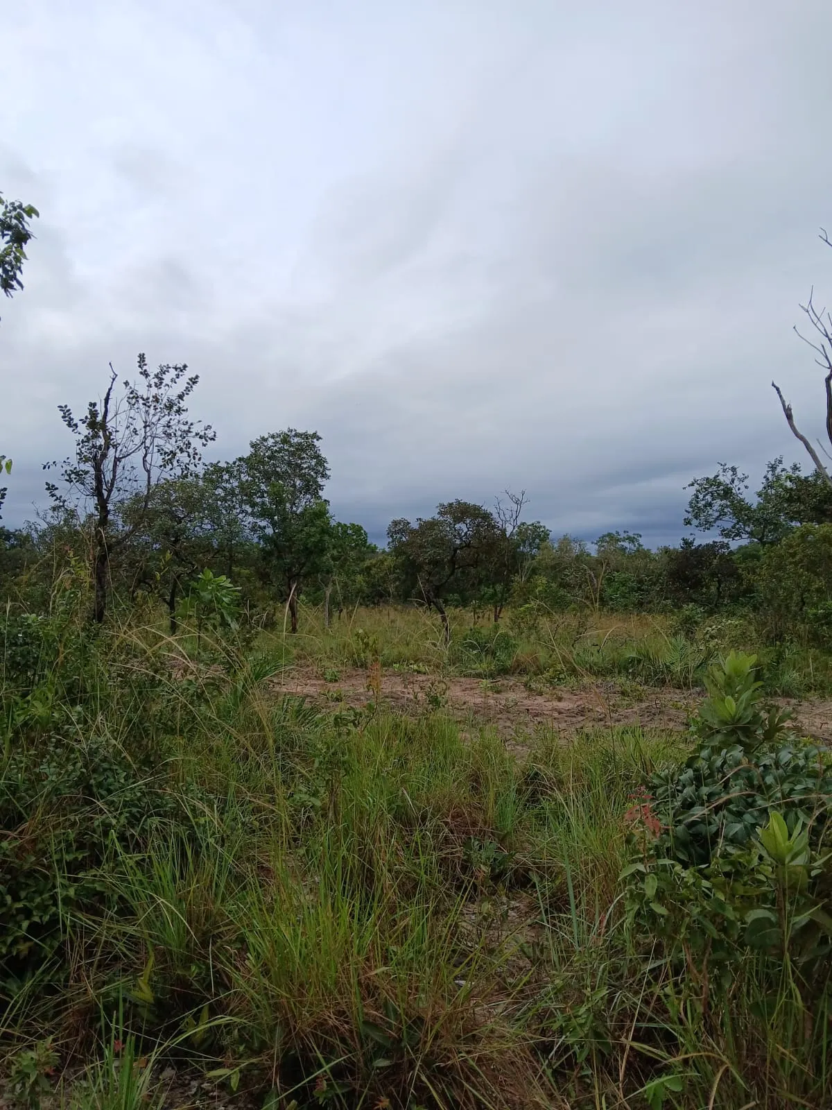 Fazenda à venda de 74 ha em Baixa Grande do Ribeiro, PI, Brasil