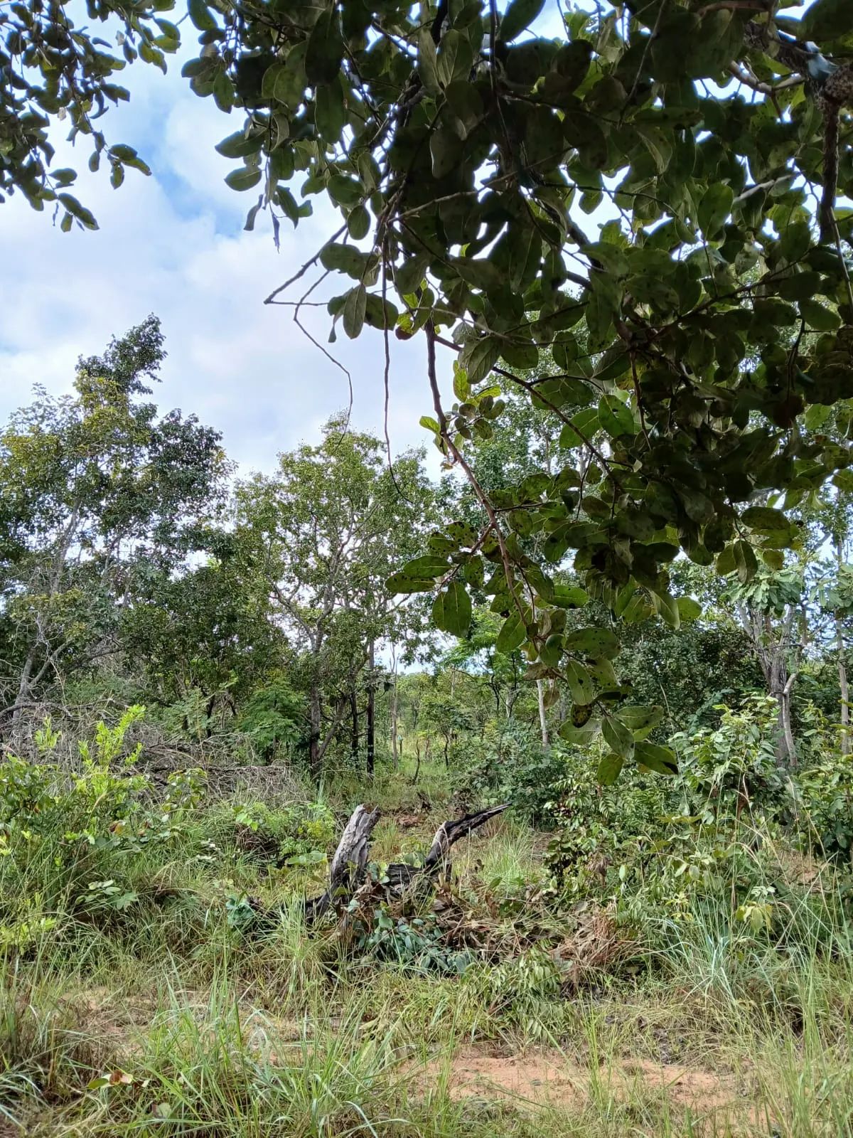 Fazenda à venda de 74 ha em Baixa Grande do Ribeiro, PI, Brasil