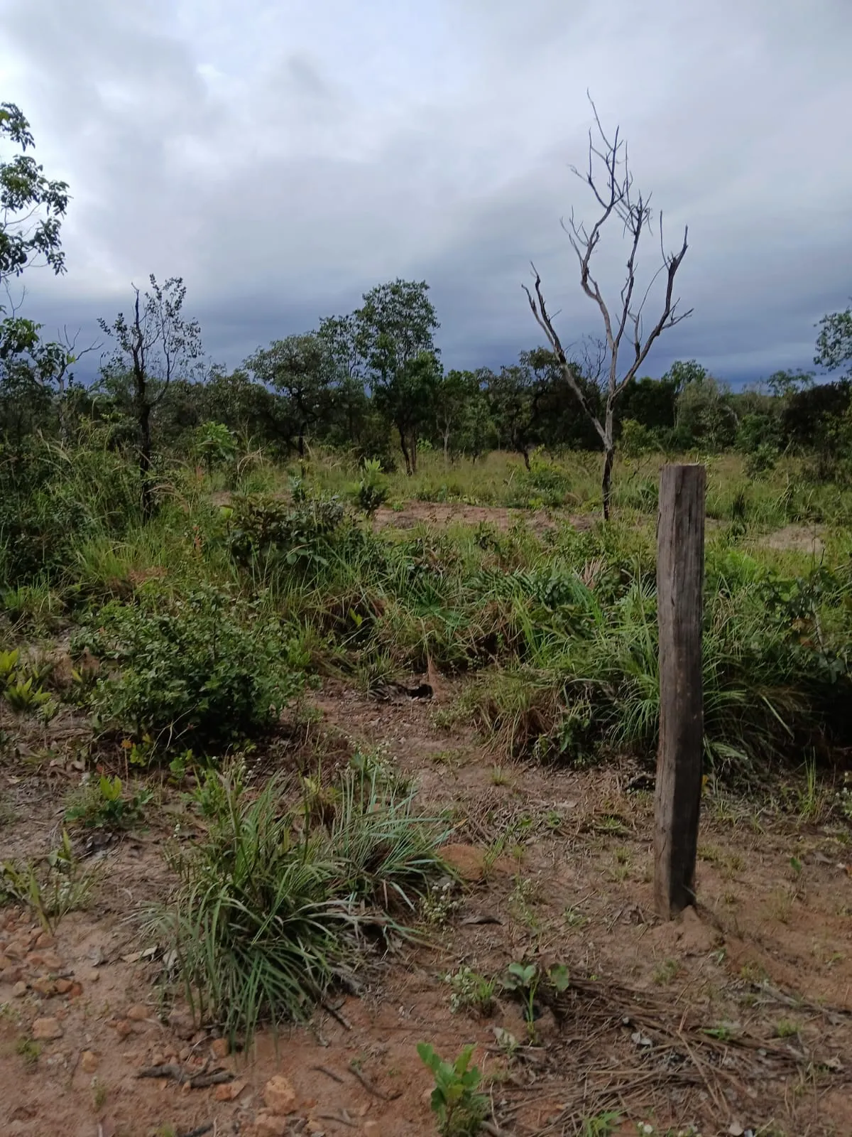 Fazenda à venda de 74 ha em Baixa Grande do Ribeiro, PI, Brasil