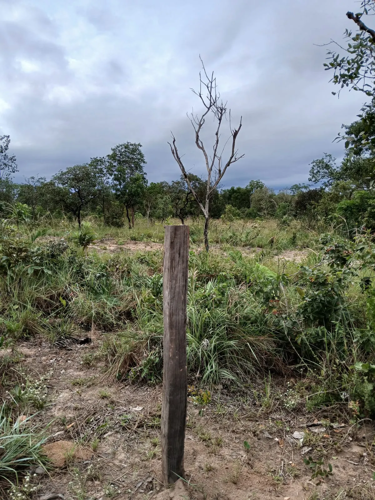 Fazenda à venda de 74 ha em Baixa Grande do Ribeiro, PI, Brasil
