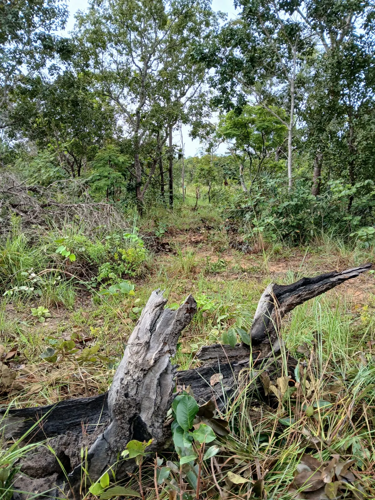 Fazenda à venda de 74 ha em Baixa Grande do Ribeiro, PI, Brasil