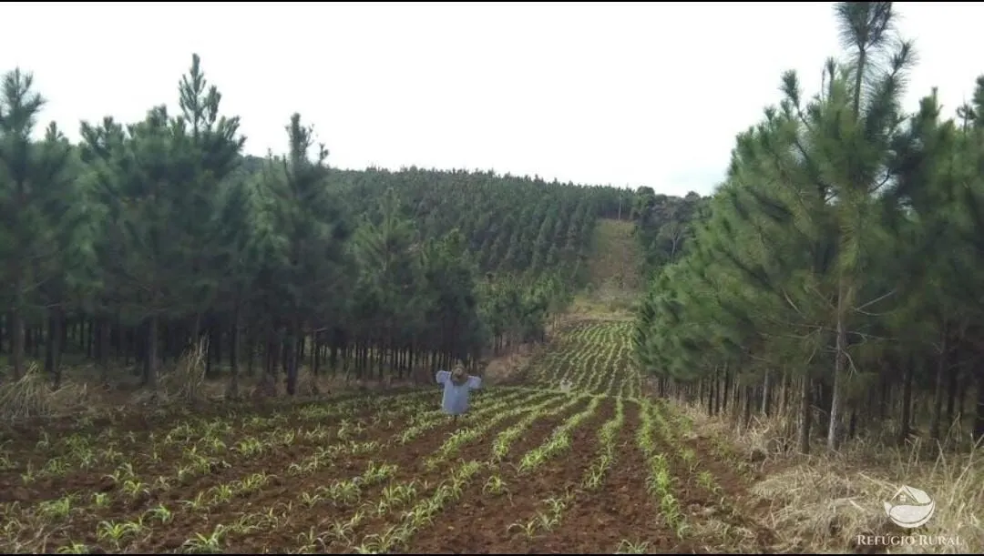 Farm for sale of 914 acres in Registro, SP, Brazil