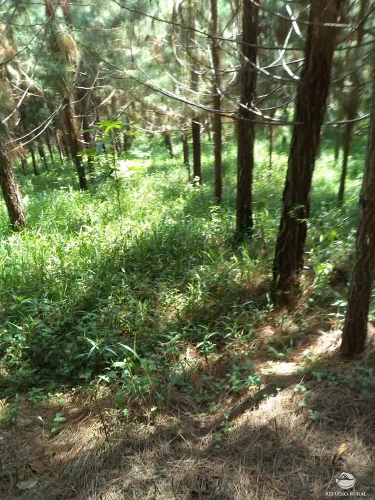 Farm for sale of 914 acres in Registro, SP, Brazil