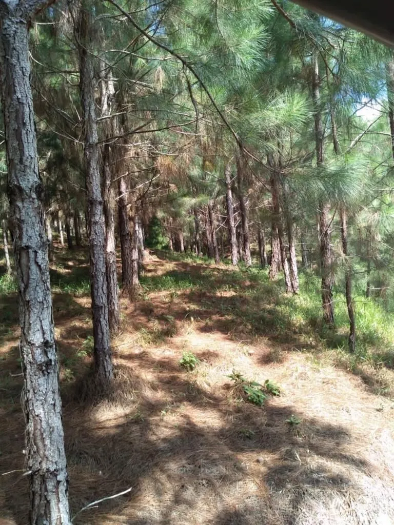 Farm for sale of 914 acres in Registro, SP, Brazil