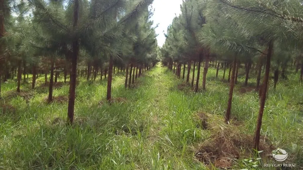 Farm for sale of 914 acres in Registro, SP, Brazil