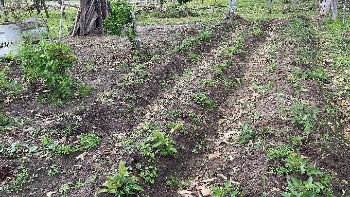 Sítio à venda de 12 ha em Santo Antônio da Patrulha, RS, Brasil