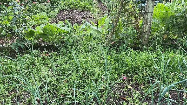 Sítio à venda de 12 ha em Santo Antônio da Patrulha, RS, Brasil