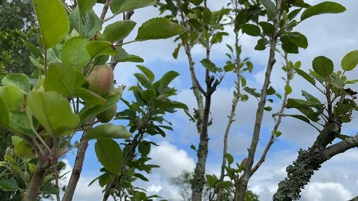 Sítio à venda de 12 ha em Santo Antônio da Patrulha, RS, Brasil