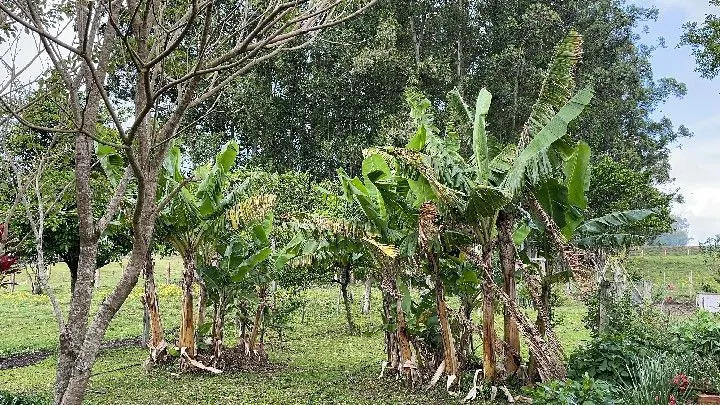 Sítio à venda de 12 ha em Santo Antônio da Patrulha, RS, Brasil