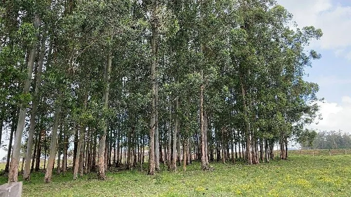 Sítio à venda de 12 ha em Santo Antônio da Patrulha, RS, Brasil