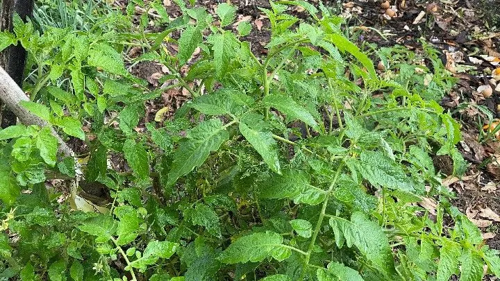 Sítio à venda de 12 ha em Santo Antônio da Patrulha, RS, Brasil