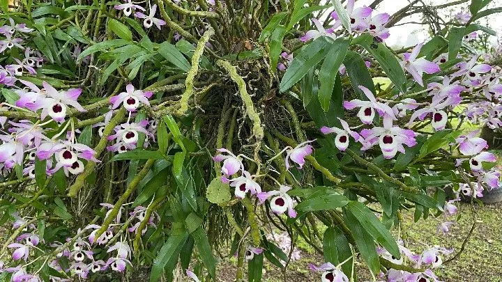 Sítio à venda de 12 ha em Santo Antônio da Patrulha, RS, Brasil