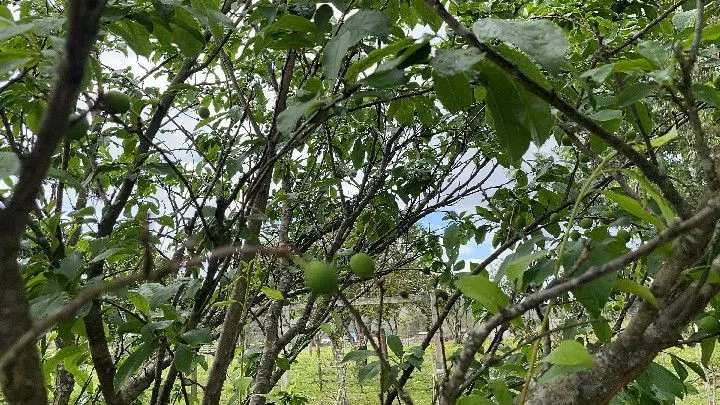 Sítio à venda de 12 ha em Santo Antônio da Patrulha, RS, Brasil