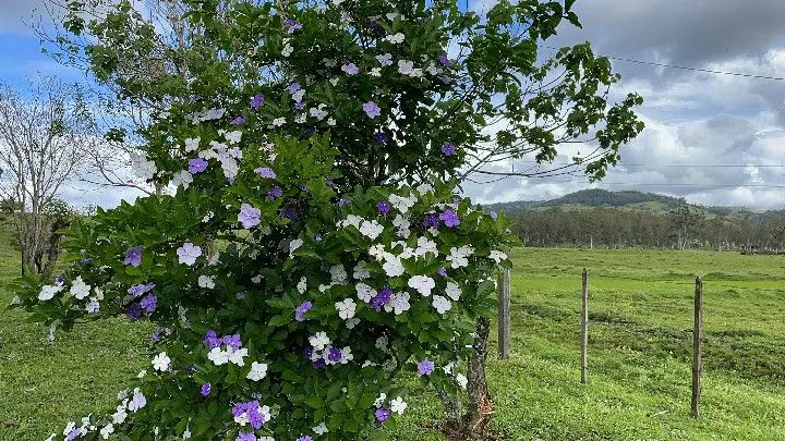 Sítio à venda de 12 ha em Santo Antônio da Patrulha, RS, Brasil