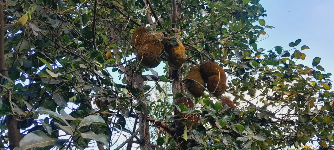 Chácara à venda de 3 ha em Boituva, SP, Brasil