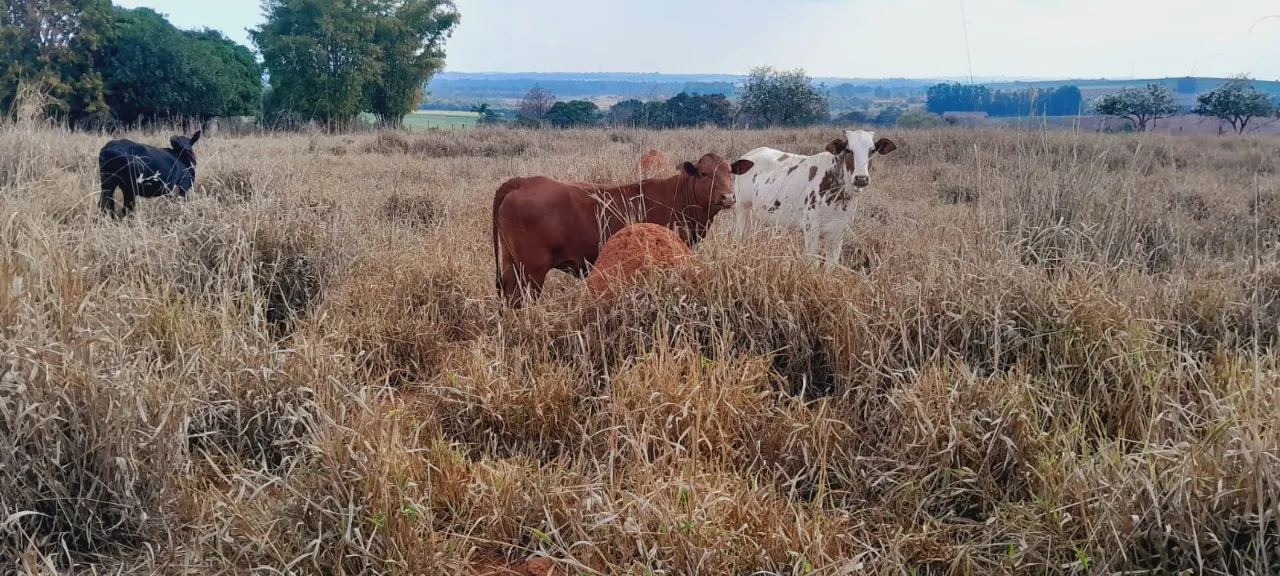 Chácara à venda de 3 ha em Boituva, SP, Brasil