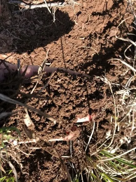 Fazenda à venda e para Arrendar de 318 ha em Cambará do Sul, RS, Brasil