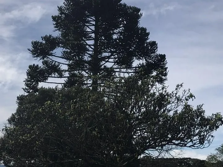 Fazenda à venda e para Arrendar de 318 ha em Cambará do Sul, RS, Brasil