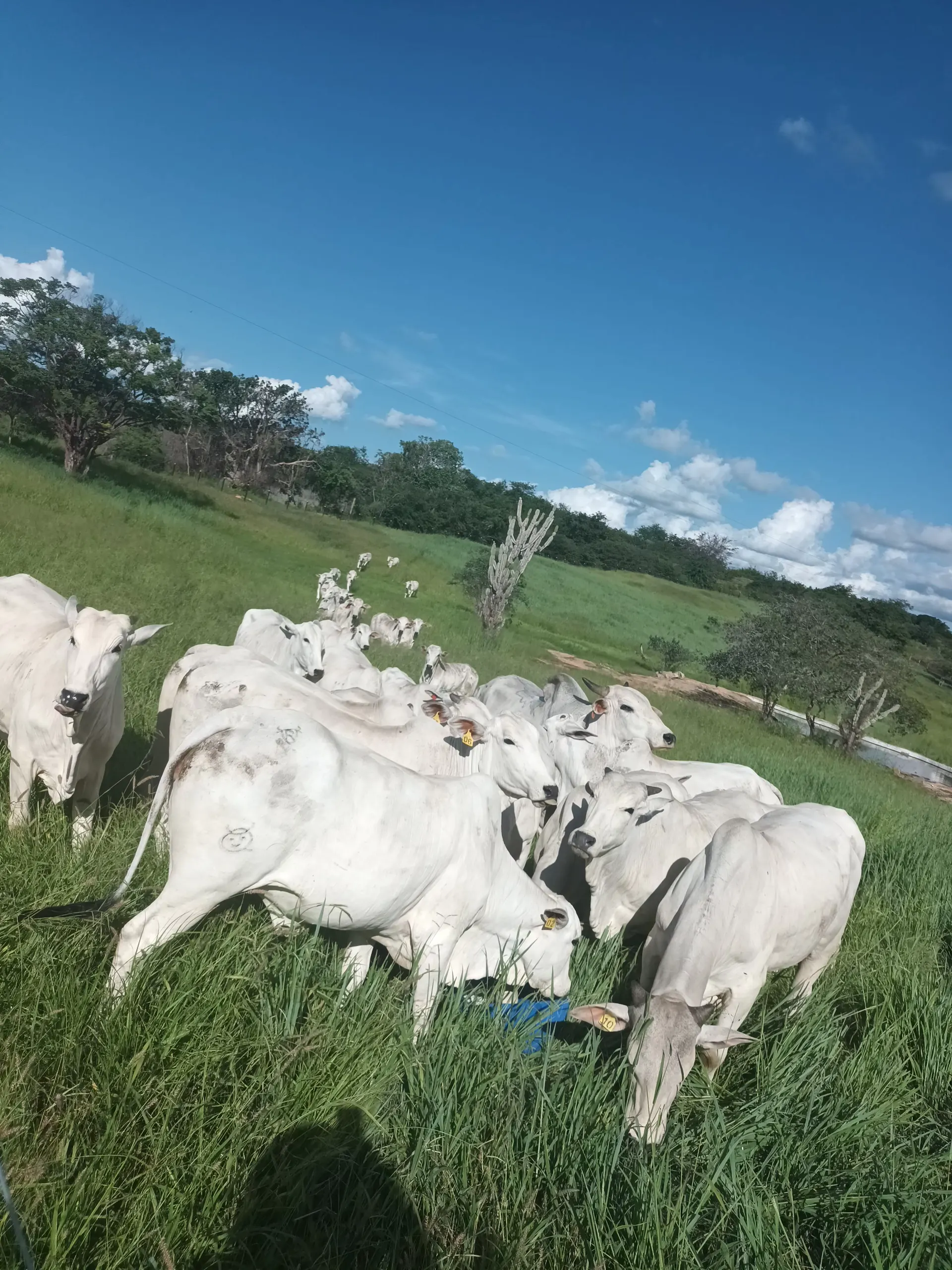 Fazenda à venda de 102 ha em Vitória da Conquista, BA, Brasil