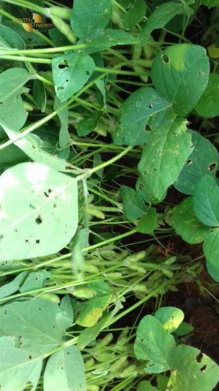 Fazenda à venda de 2.040 ha em Ribeirão Cascalheira, MT, Brasil
