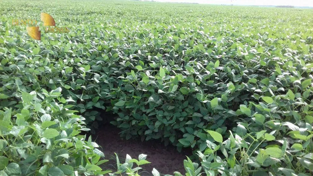 Fazenda à venda de 2.040 ha em Ribeirão Cascalheira, MT, Brasil