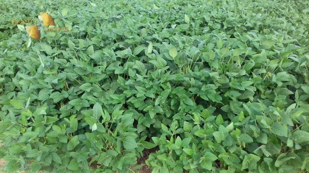 Fazenda à venda de 2.040 ha em Ribeirão Cascalheira, MT, Brasil