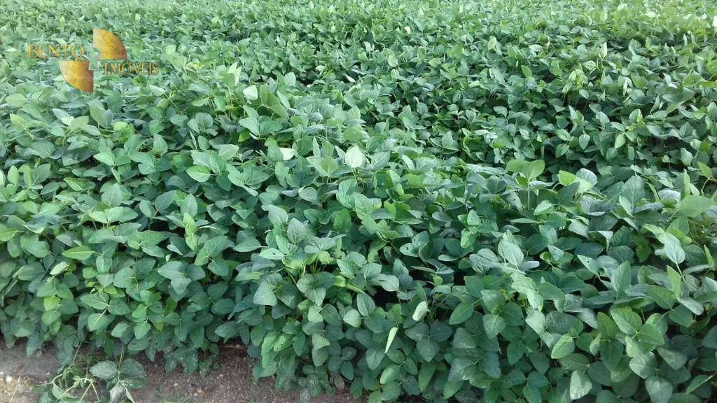 Fazenda à venda de 2.040 ha em Ribeirão Cascalheira, MT, Brasil