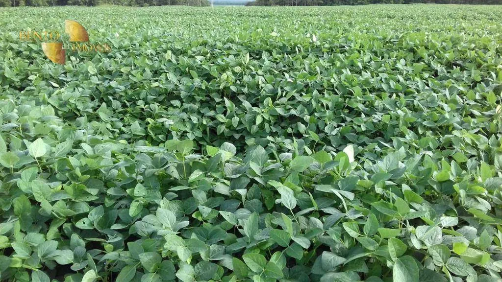 Fazenda à venda de 2.040 ha em Ribeirão Cascalheira, MT, Brasil