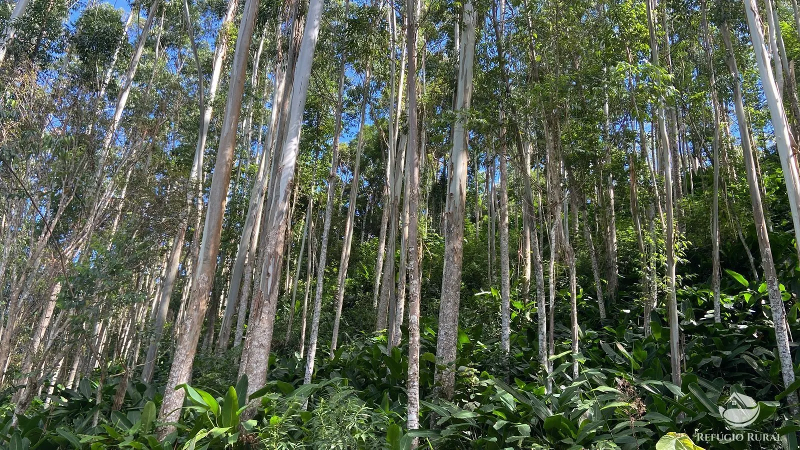 Fazenda à venda de 169 ha em Paraibuna, SP, Brasil