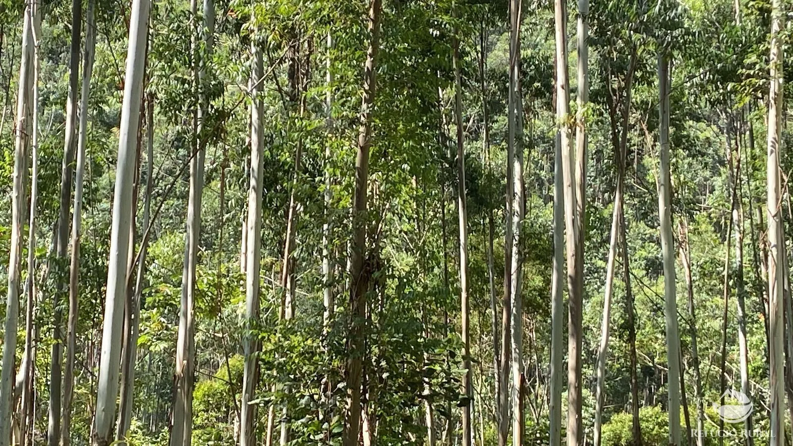 Fazenda à venda de 169 ha em Paraibuna, SP, Brasil