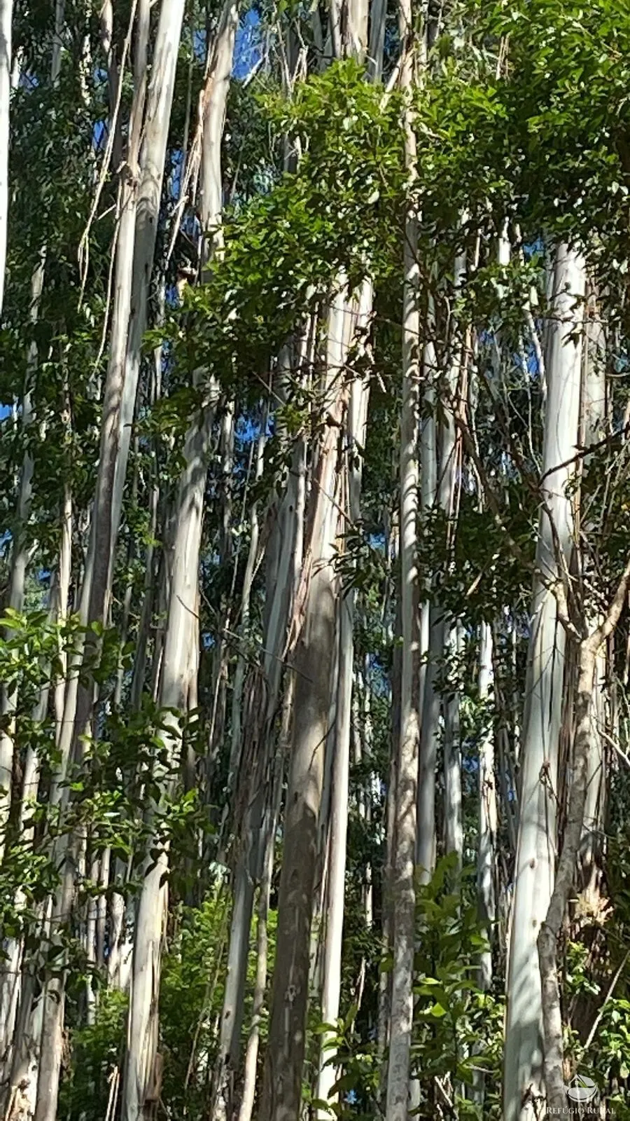 Fazenda à venda de 169 ha em Paraibuna, SP, Brasil