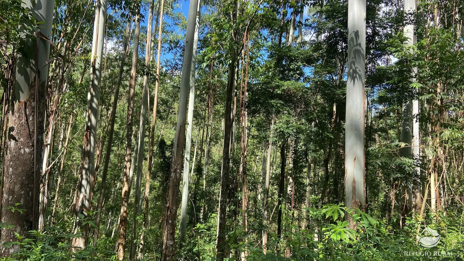 Fazenda à venda de 169 ha em Paraibuna, SP, Brasil