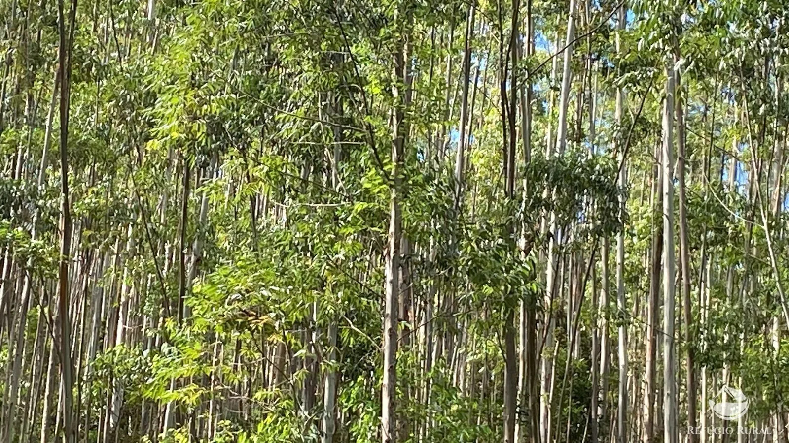 Fazenda à venda de 169 ha em Paraibuna, SP, Brasil