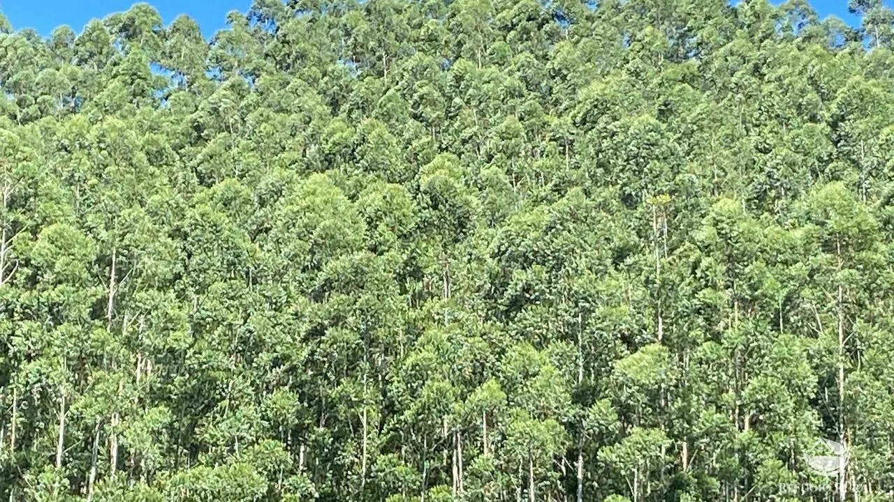 Fazenda à venda de 169 ha em Paraibuna, SP, Brasil